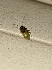 Pinalitus conspurcatus