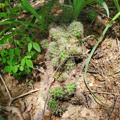 Mammillaria mazatlanensis