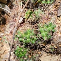 Mammillaria mazatlanensis