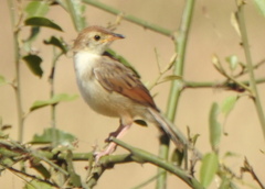 Cisticola chiniana