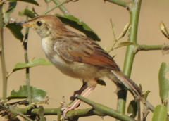 Cisticola chiniana