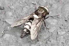 Tabanus trimaculatus