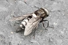 Tabanus trimaculatus