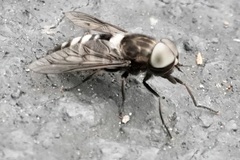 Tabanus trimaculatus