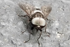 Tabanus trimaculatus