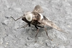 Tabanus trimaculatus