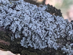 Xanthomendoza fallax