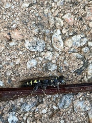 Myzinum obscurum