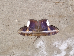 Hemeroblemma mexicana