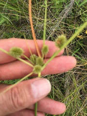 Cyperus retrorsus