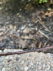 Myzinum obscurum