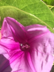 Megacerus leucospilus