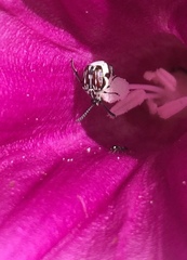 Megacerus leucospilus