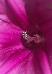 Megacerus leucospilus