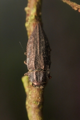 Ectinogonia buquetii