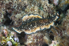 Pseudoceros leptostictus