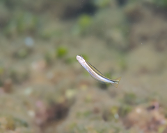 Plagiotremus goslinei