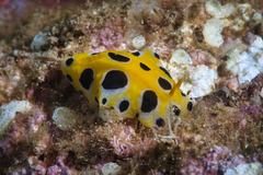 Phyllidia polkadotsa