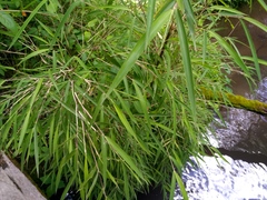 Chusquea septentrionalis