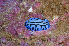Phyllidiopsis sphingis
