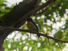Cyornis rufigastra