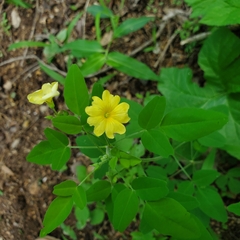 Oxalis frutescens