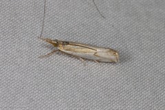 Crambus bidens