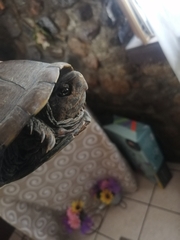 Kinosternon hirtipes