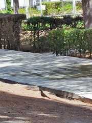 Turdus rufopalliatus