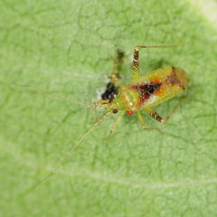 Phytocoris tibialis