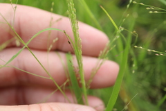 Panicum gattingeri