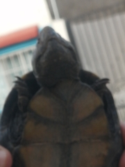 Kinosternon hirtipes