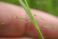 Panicum gattingeri