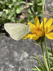 Colias behrii