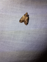 Aglossa costiferalis