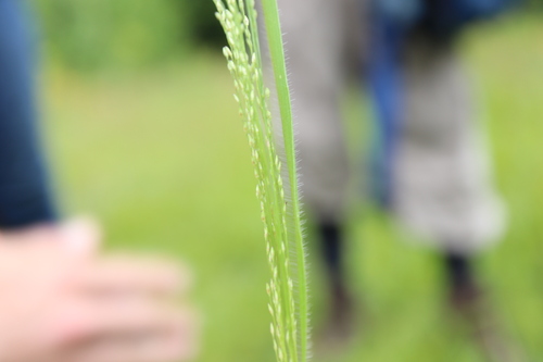 Image of Panicum philadelphicum by (c) Henry "Nick" Robertson, some rights reserved (CC BY-SA)