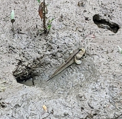 Periophthalmodon schlosseri