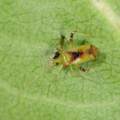 Phytocoris tibialis