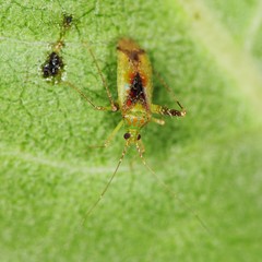 Phytocoris tibialis