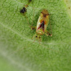 Phytocoris tibialis