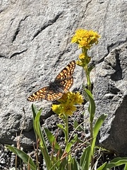 Chlosyne whitneyi