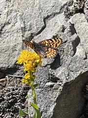 Chlosyne whitneyi