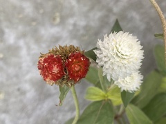Gomphrena globosa