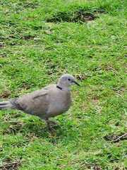 Streptopelia decaocto