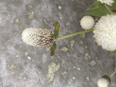 Gomphrena globosa
