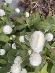 Gomphrena globosa