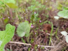 Stachys agraria