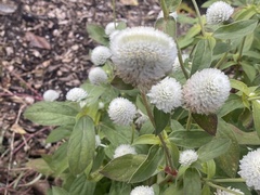 Gomphrena globosa