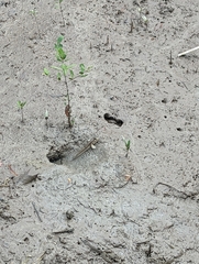 Periophthalmodon schlosseri