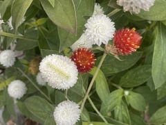 Gomphrena globosa